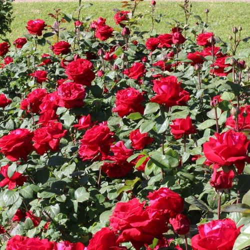 Vendita, rose, online rose ibridi di tea - rosso - Rosa Liebeszauber 91® - rosa intensamente profumata - W. Kordes & Sons - ,-